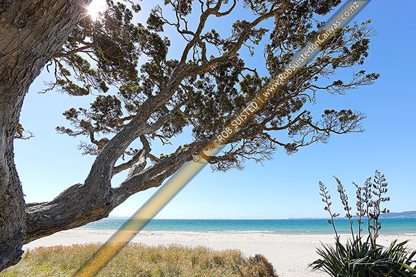 Photo of White sand Otama Beach with flowering pohutukawa trees on a summer day, Otama Beach, Thames-Coromandel, Waikato Region, New Zealand (NZ)