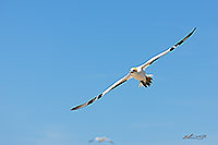 Gannet flying