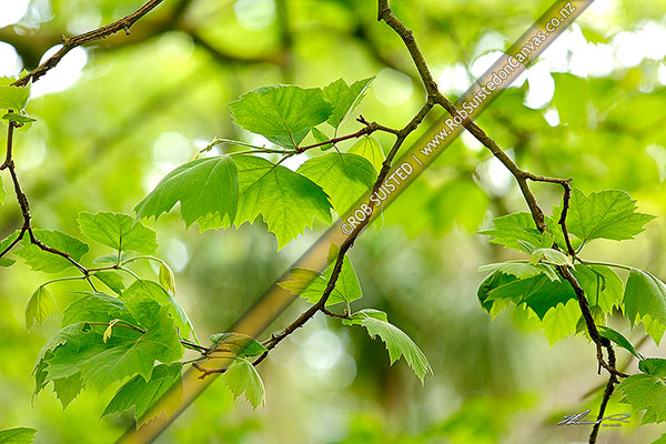 Photo of Plane tree leaves and new spring growth (Platanus sp.),, New Zealand (NZ)