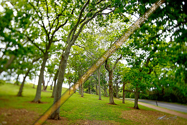 Photo of Oak trees in the Auckland Domain (Quercus species). Shot with selective tilt shift focus lens. Domain Drive, Parnell, Auckland City, Auckland Region, New Zealand (NZ)