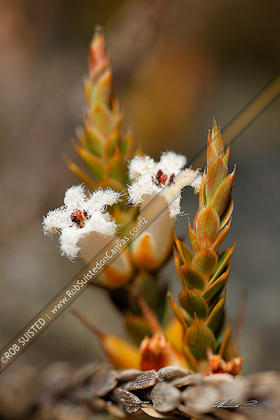 Photo of Leucopogon fraseri, Patotara, in flower. A native shrubby plant of coastal dunes to subalpine grasslands, Acheron, Marlborough, Marlborough Region, New Zealand (NZ)