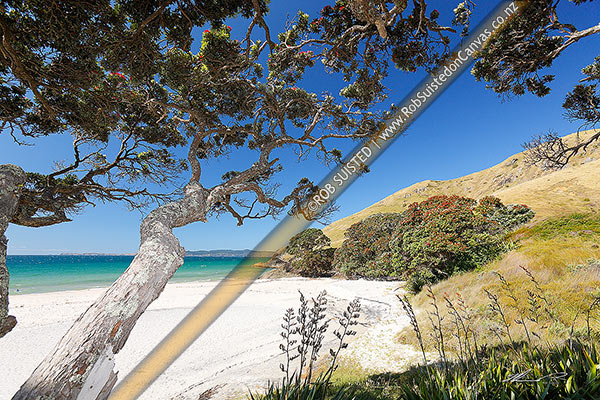 Photo of Otama Beach on the Coromandel Peninsula with flowering pohutukawa trees on summers day. A nice secluded summery beach, Otama Beach, Coromandel Peninsula, Thames-Coromandel, Waikato Region, New Zealand (NZ)