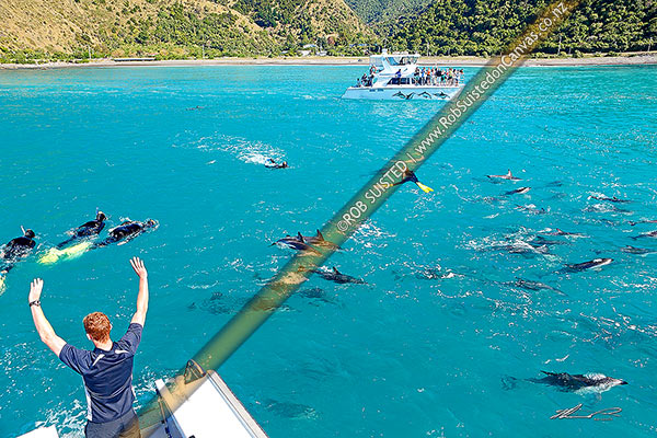 Photo of Dolphin swimming with Dusky dolphins. Dolphin Encounter boats, swimmers and viewers enjoying hundreds of dolphins, Kaikoura, Kaikoura, Canterbury Region, New Zealand (NZ)