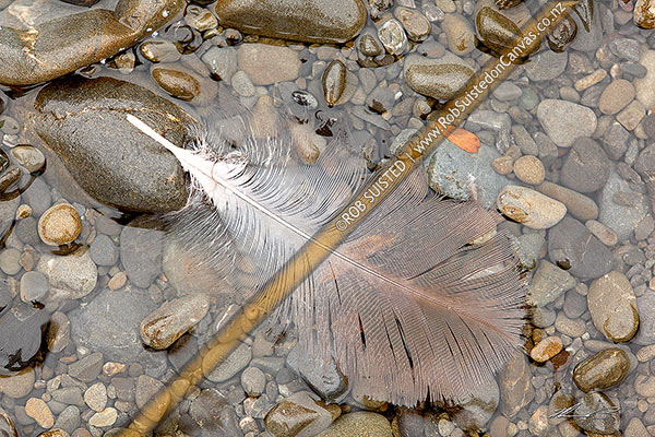 Photo of Canada goose feather in stream water (Branta canadensis), Molesworth Station, Marlborough, Marlborough Region, New Zealand (NZ)