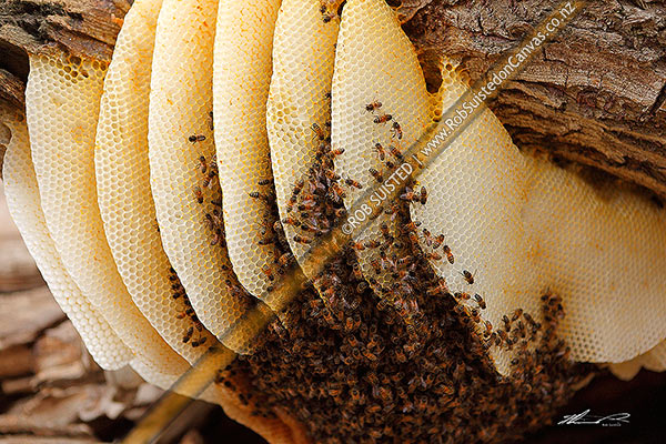 Photo of Wild beehive in willow tree, with bee colony and honeycomb structure full of honey,, New Zealand (NZ)
