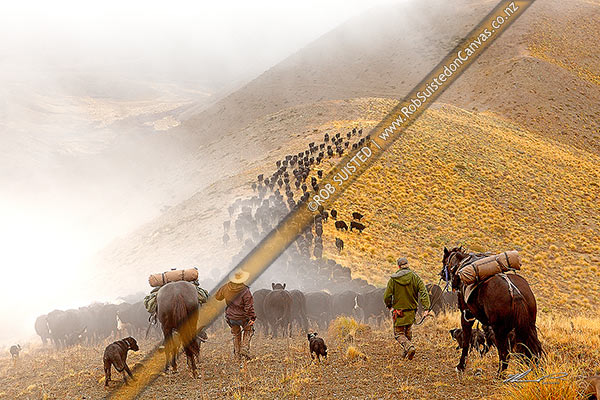 Photo of Stockmen, horses and dogs pushing 400 cattle to Lake McRae (left top) down Driving Spur on Autumn muster over Robinson Saddle. Andy McLachlin and Tom O'Sullivan, Molesworth Station, Marlborough, Marlborough Region, New Zealand (NZ)