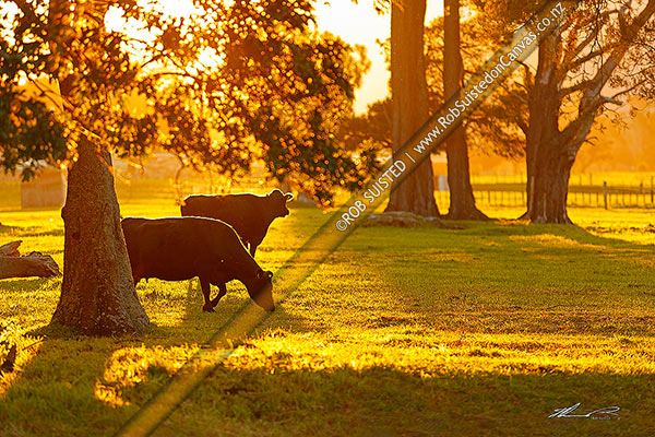 Photo of Dairy cows grazing amongst trees in evening sunlight,, South Wairarapa, Wellington Region, New Zealand (NZ)