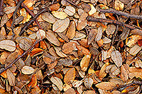 Beech leaf fall