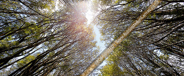 Photo of Mountain beech forest canopy (Nothofagus solandri var. cliffortioides). Panorama, Tongariro National Park, Taupo, Waikato Region, New Zealand (NZ)