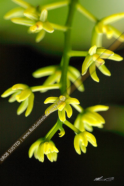 Photo of Supplejack flowers (Rhipogonum scandens),, New Zealand (NZ)