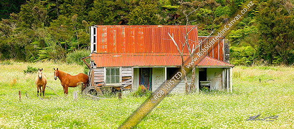 Photo of Derelict old house in rural farmland, with horses. Panorama, Oruaiti, Far North, Northland Region, New Zealand (NZ)