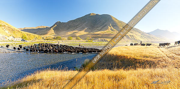 Photo of Molesworth muster of steers out to Hanmer, Stockmen, horses and dogs pushing cattle across the Clarence River by Bush Gully and Bunkers Stream. Panorama, Molesworth Station, Marlborough, Marlborough Region, New Zealand (NZ)