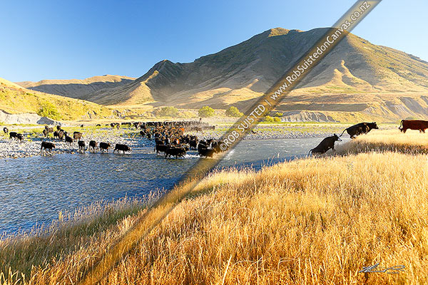 Photo of Molesworth muster of steers out to Hanmer, Stockmen, horses and dogs pushing cattle mobs across the Clarence River by Bush Gully and Bunkers Stream, Molesworth Station, Marlborough, Marlborough Region, New Zealand (NZ)