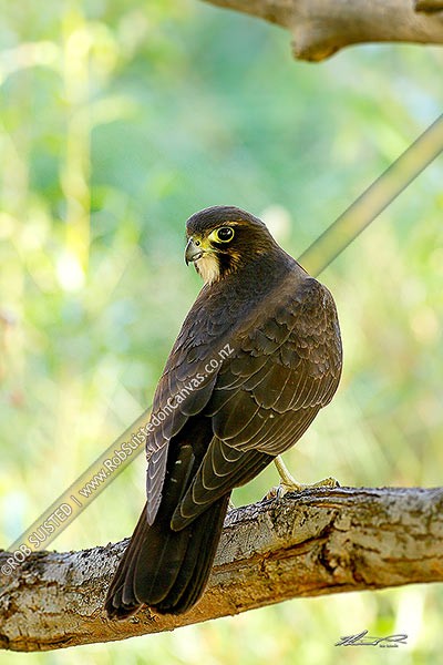 Photo of New Zealand Falcon (Falco novaeseelandiae; Falconidae) perching in tree. Native bird, Karearea. South Island,, New Zealand (NZ)