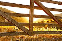 Farm gate, summer evening light
