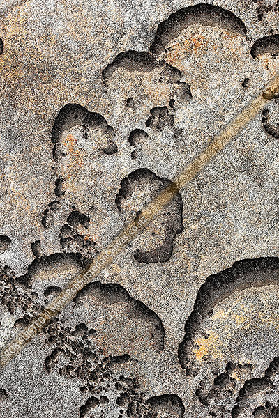 Photo of Rock and lichen detail on Paparoa Ranges alpine tops, Paparoa National Park, Grey, West Coast Region, New Zealand (NZ)