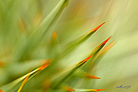 Speargrass tips canvas print