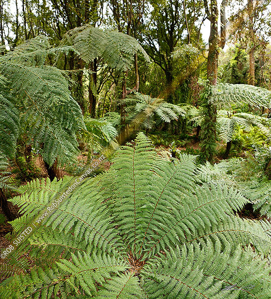 Photo of Native Tawa tree and tree ferns forest (foreground Rough tree fern, Dicksonia squarrosa), square format,, New Zealand (NZ)