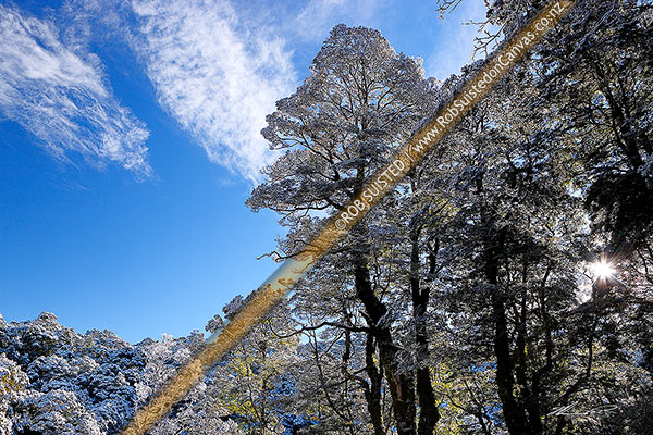 Photo of Silver Beech tree and forest covered in fresh snow after blizzard, glistening in sunlight. Canaan Downs (Silver Beech, Lophozonia menziesii, formally Nothofagus menzeseii), Abel Tasman National Park, Tasman, Tasman Region, New Zealand (NZ)