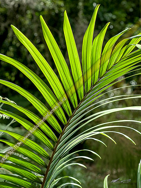 Photo of Nikau Palm tree fronds sunlit in forest clearing (Rhopalostylis sapida; Arecaceae),, New Zealand (NZ)