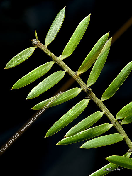 Photo of Native Totara tree leaves (Podocarpus totara) with black background,, New Zealand (NZ)