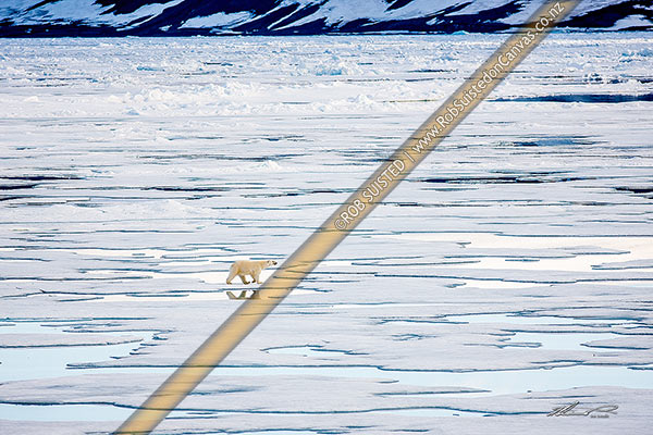 Photo of Polar Bear (Ursus maritimus) walking over melting sea ice, Hinelopen Strait (Stretet), Svalbard, Svalbard