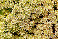 NZ liverwort reproducing