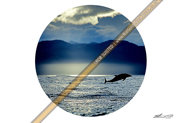 Photo of Dusky Dolphin roundel. Circular crop for art print,, New Zealand (NZ)