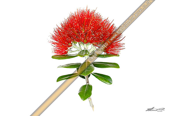 Photo of Red Pohutukawa flowers (Myrtaceae - Metrosideros excelsa), 'New Zealand Christmas Tree'. White background,, New Zealand (NZ)