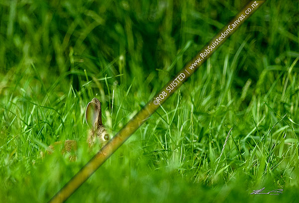 Photo of Wild rabbit hiding in long grass on farmland, alert for predators, hunters or other danger. European rabbit (Oryctolagus cuniculus),, New Zealand (NZ)