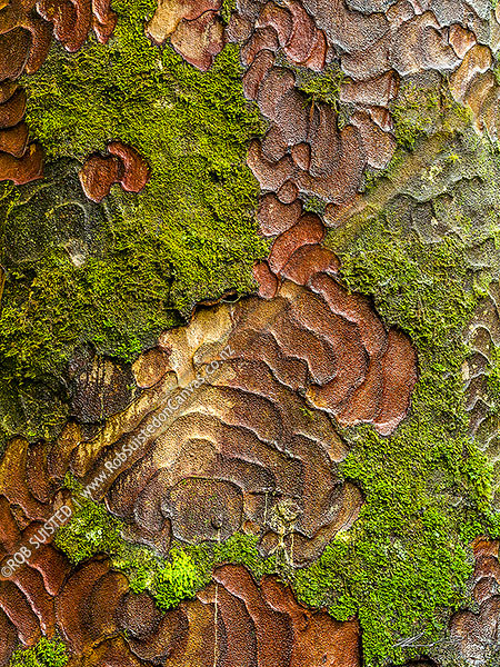 Photo of Kauri tree bark patterns made from flaking bark to clean trunk of moss and foreign growth (Agathis australis). Wet with rain, Waipoua Forest, Far North, Northland Region, New Zealand (NZ)