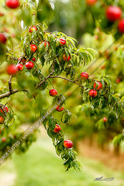 Photo of Nectarine fruit ripening on trees in commercial fruit orchard, Cromwell, Central Otago, Otago Region, New Zealand (NZ)