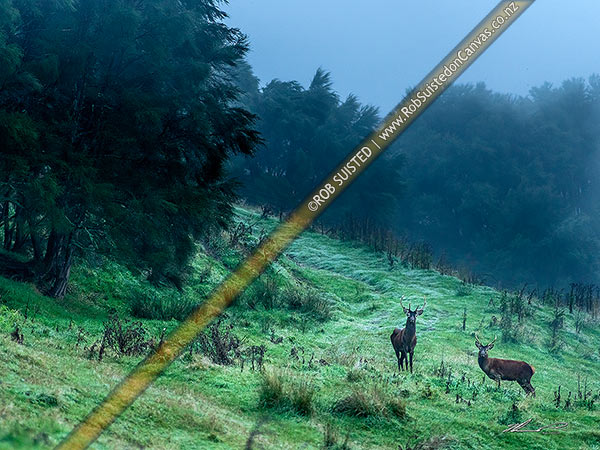 Photo of Young red deer stags caught on the bush edge, on a coolmisty autumn morning,, New Zealand (NZ)