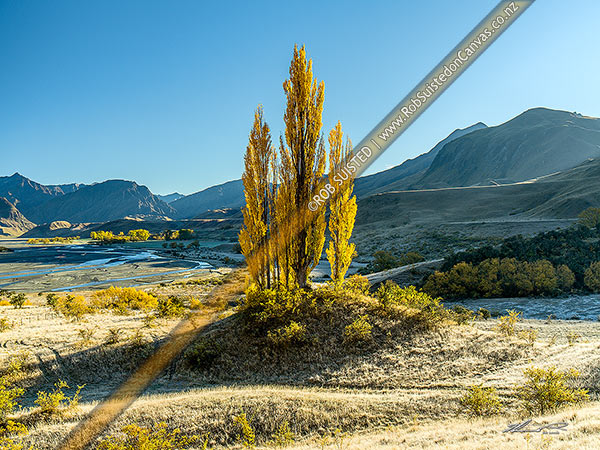 Photo of Autumn coloured Poplar trees in the Shotover River Valley. The Branches Station behind, Shotover River Valley, Queenstown Lakes, Otago Region, New Zealand (NZ)