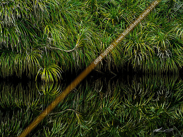 Photo of Kiekie (Freycineta banksii) vines overhanging and reflecting in dark tanin stained still river water, South Westland, Westland, West Coast Region, New Zealand (NZ)