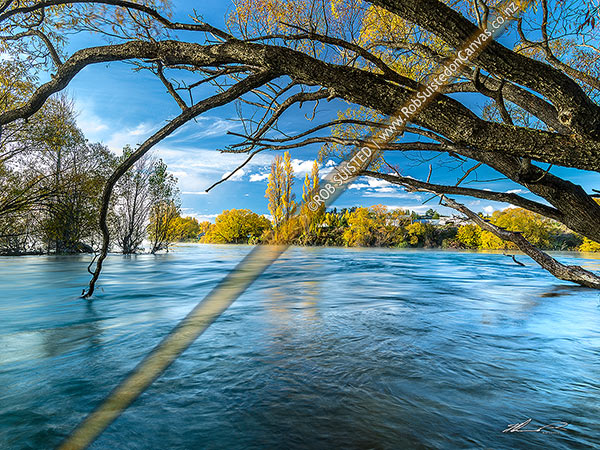 Photo of Hawea River confluence with the Clutha River (Mata-Au), with autumn coloured riverside trees, willows and poplars, Albert Town, Queenstown Lakes, Otago Region, New Zealand (NZ)
