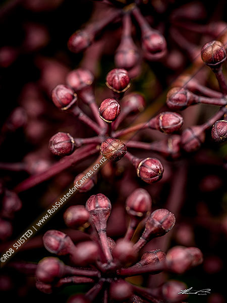 Photo of Five Finger flower buds about to open (Pseudopanax arboreus).  Inflorescences are compound umbels with 8-20 primary branchlets . Puahou or Whauwhaupaku,, New Zealand (NZ)