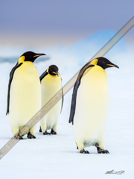 Photo of Emperor Penguins (Aptenodytes forsteri) on pack ice, Ross Sea, Antarctica, Antarctica Region, Antarctica