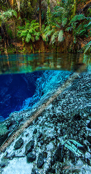 Photo of Blue Springs underwater split image under and above with extremely clear freshwater and ferns and plant life. Waihou River, Putaruru, South Waikato, Waikato Region, New Zealand (NZ)