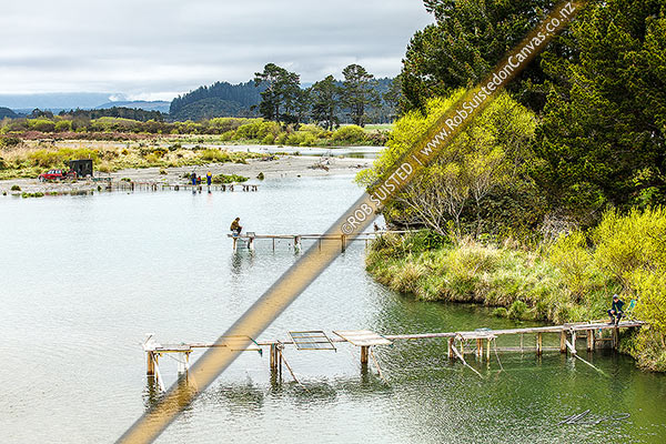 Photo of Whitebait stands on the Hokitika River, on a side channel. Whitebaiters await the tide to carry whitebait into their nets, Hokitika, Westland, West Coast Region, New Zealand (NZ)