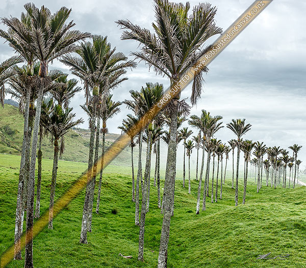 Photo of Nikau Palm trees amongst sea fog rolling in over pasture. Nikau (Rhopalostylis sapida) palm tree endemic to New Zealand. Square format, Karamea, Buller, West Coast Region, New Zealand (NZ)