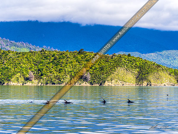 Photo of Dusky dolphins (Lagenorhynchus obscurus) and pod in Queen Charlotte Sound (Totaranui), Marlborough Sounds, Marlborough, Marlborough Region, New Zealand (NZ)