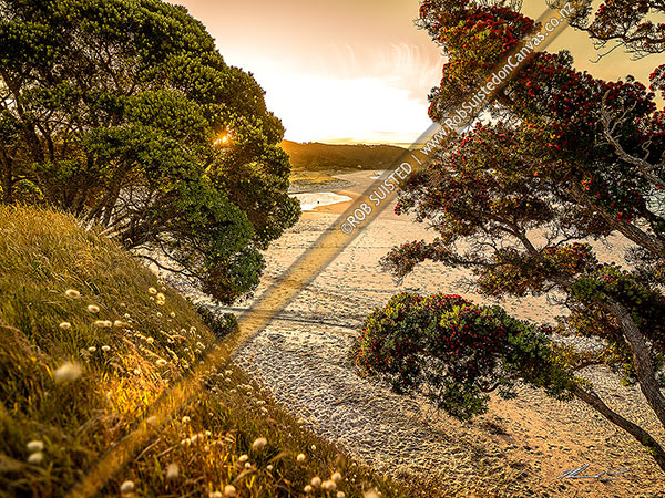 Photo of Sunset over Otama Beach, flowering Pohutukawa trees and golden sand, Otama Beach, Coromandel Peninsula, Thames-Coromandel, Waikato Region, New Zealand (NZ)