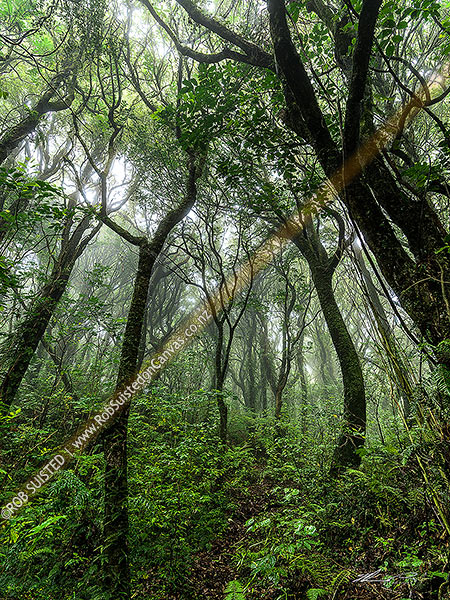Photo of Misty rainforest of Kohekohe ((Dysoxylum spectabile) trees. Moody native broadleaf forest with lush understorey,, Wellington City, Wellington Region, New Zealand (NZ)