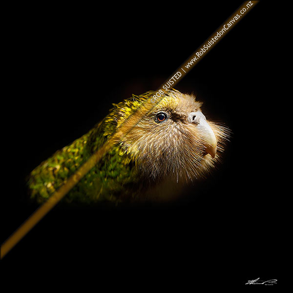 Photo of Kakapo (Strigops habroptilus) at night, a critically endangered parrot species. Square format, black background,, New Zealand (NZ)