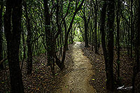Dark forest track, Wellington