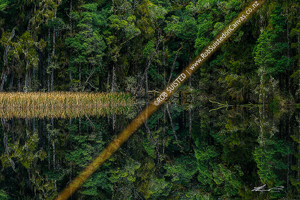 Photo of Waihora Lagoon, and ephemeral forest lake surrounded by old growth podocarp forest reflected in the still dark water, Pureora Forest Park, Waitomo, Waikato Region, New Zealand (NZ)