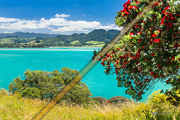 Photo of Tauranga Harbour near Katikati, withpohutukawa tree (Metrosideros excelsa) flowering in Anzac Bay, Papatu Point. Kaimai Range behind, Bowentown, Waihi Beach, Western Bay of Plenty, Bay of Plenty Region, New Zealand (NZ)