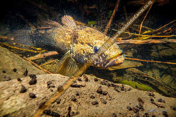 Photo of Giant bully (Gobiomorphus gobioides), an endemic NZ coastal stream fish. Here a 250mm long fish lies in wait in a deep forest stream. Photographed in the wild,, Kapiti Coast, Wellington Region, New Zealand (NZ)