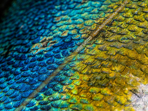 Photo of Kingfish (Seriola lalandi) skin and scale patterns and textures of blue, green, yellow and white. Also known as southern yellowtail amberjack, yellowtail kingfish or great amberjack,, New Zealand (NZ)